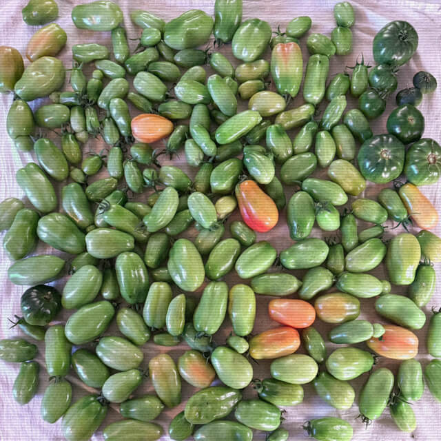A spread of dozens of mostly green tomatoes on a tea towel