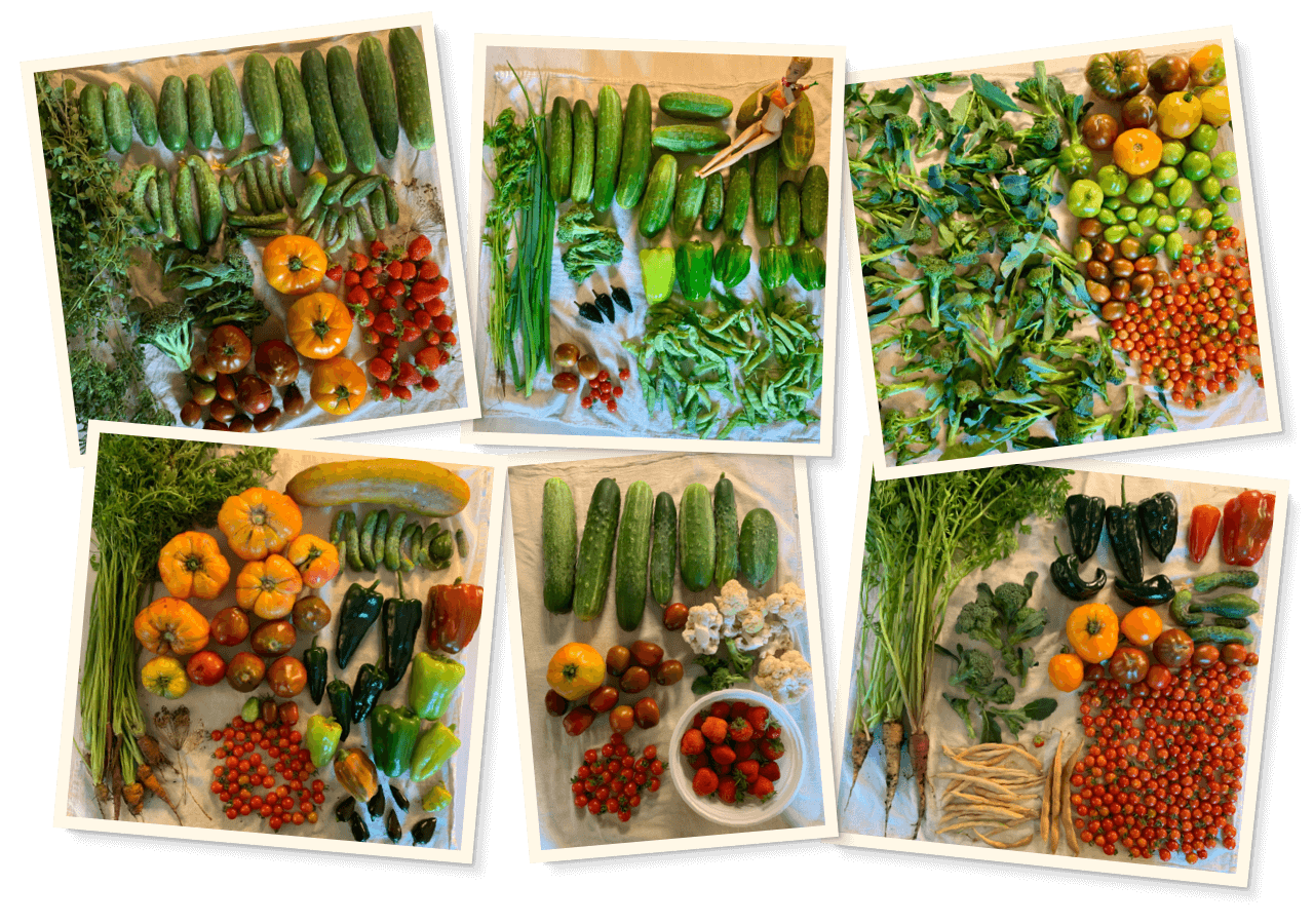 A composite graphic of six photographs, each a top-down view of a spread of fresh veggies from my garden, such as cucumbers, tomatoes, peppers, broccoli, and herbs