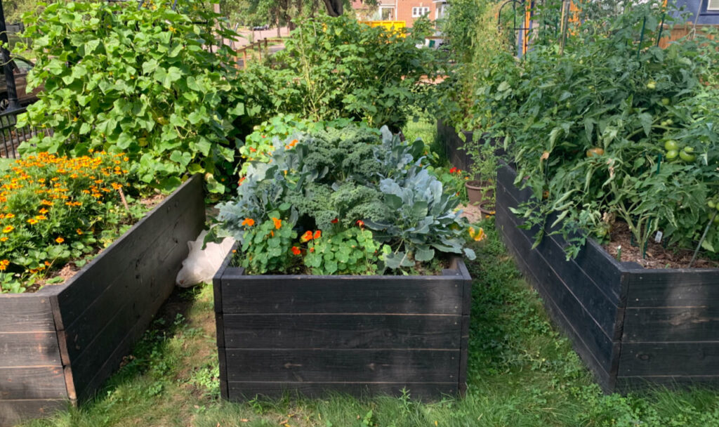 Wide shot of three raised garden beds with plants overflowing from them